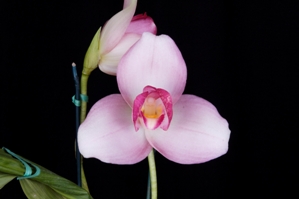 Lycaste Arcadian Sunrise Valentine AM/AOS 82 pts.